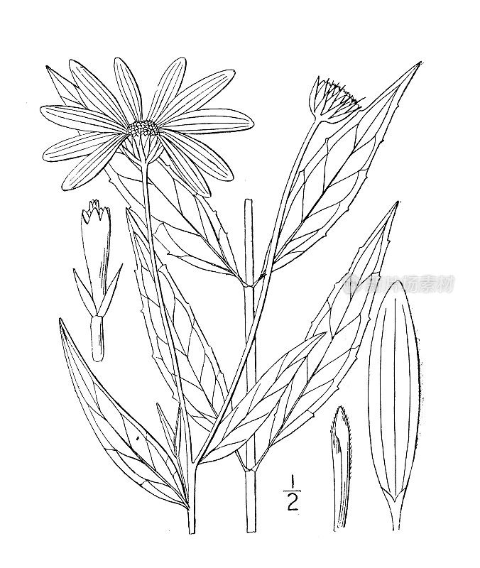 古植物学植物插图:Helianthus laevigatus，光滑向日葵